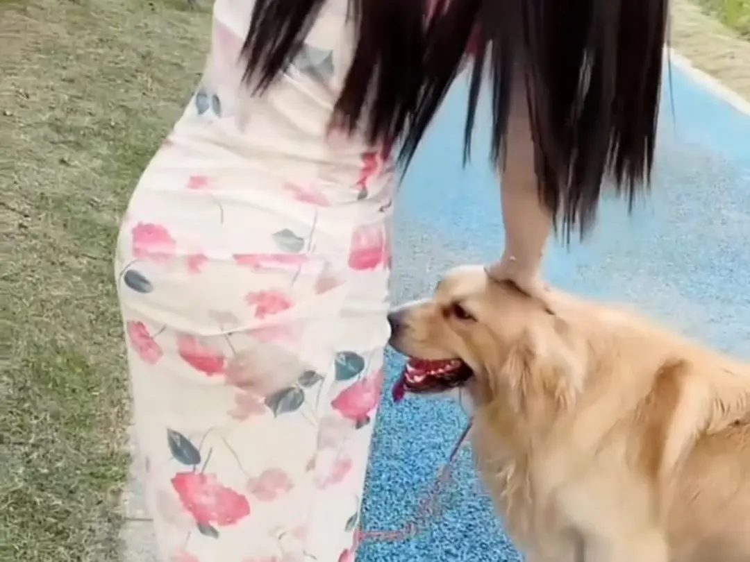 《抖音香香公主与爱犬金毛科普视频》《抖音香香公主与爱犬金毛科普视频》全集资源-《抖音香香公主与爱犬金毛》百度网盘高清完整版免费下载《抖音香香公主与爱犬金毛科普视频》